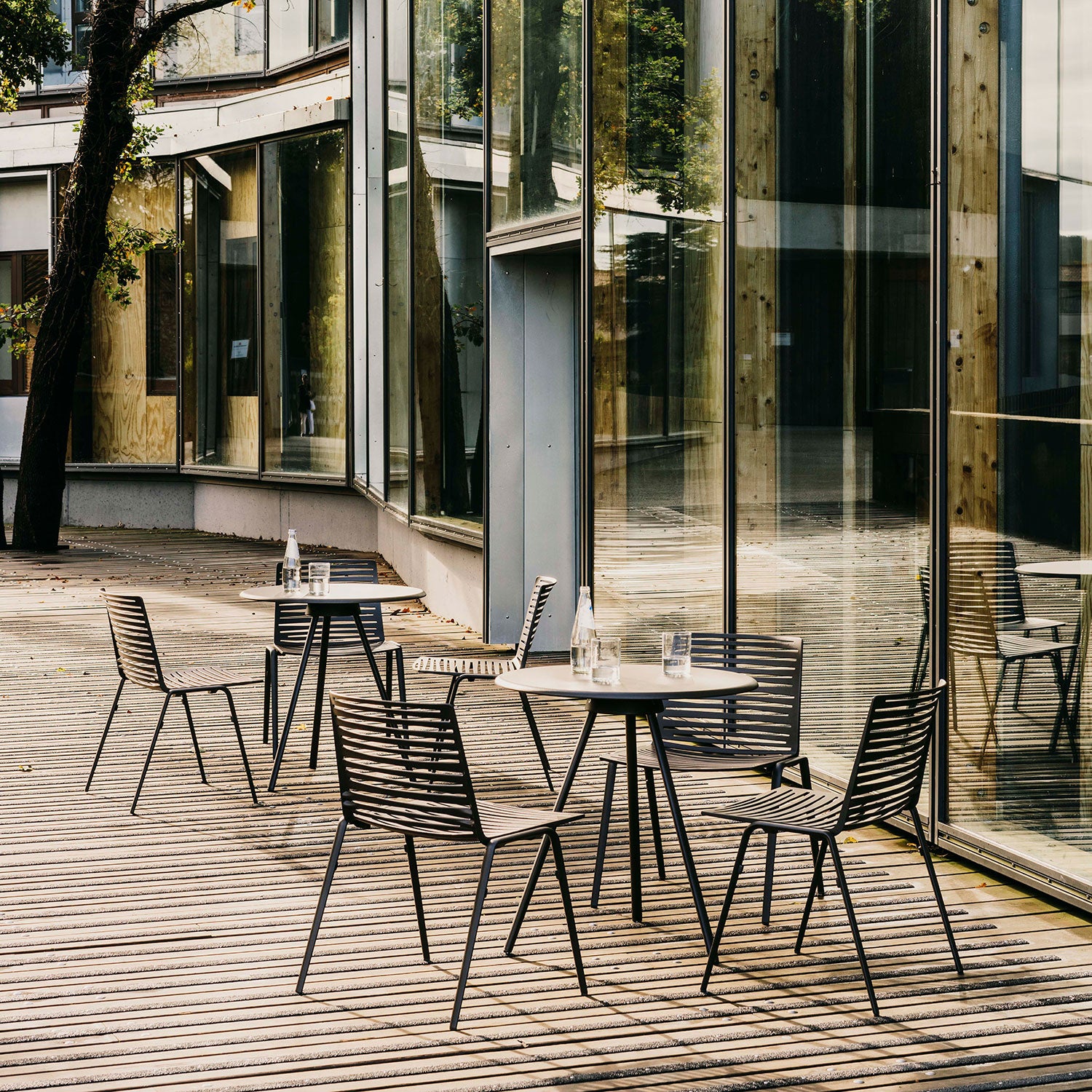 Zebra ruokapöydän tuoli Pearly Gold