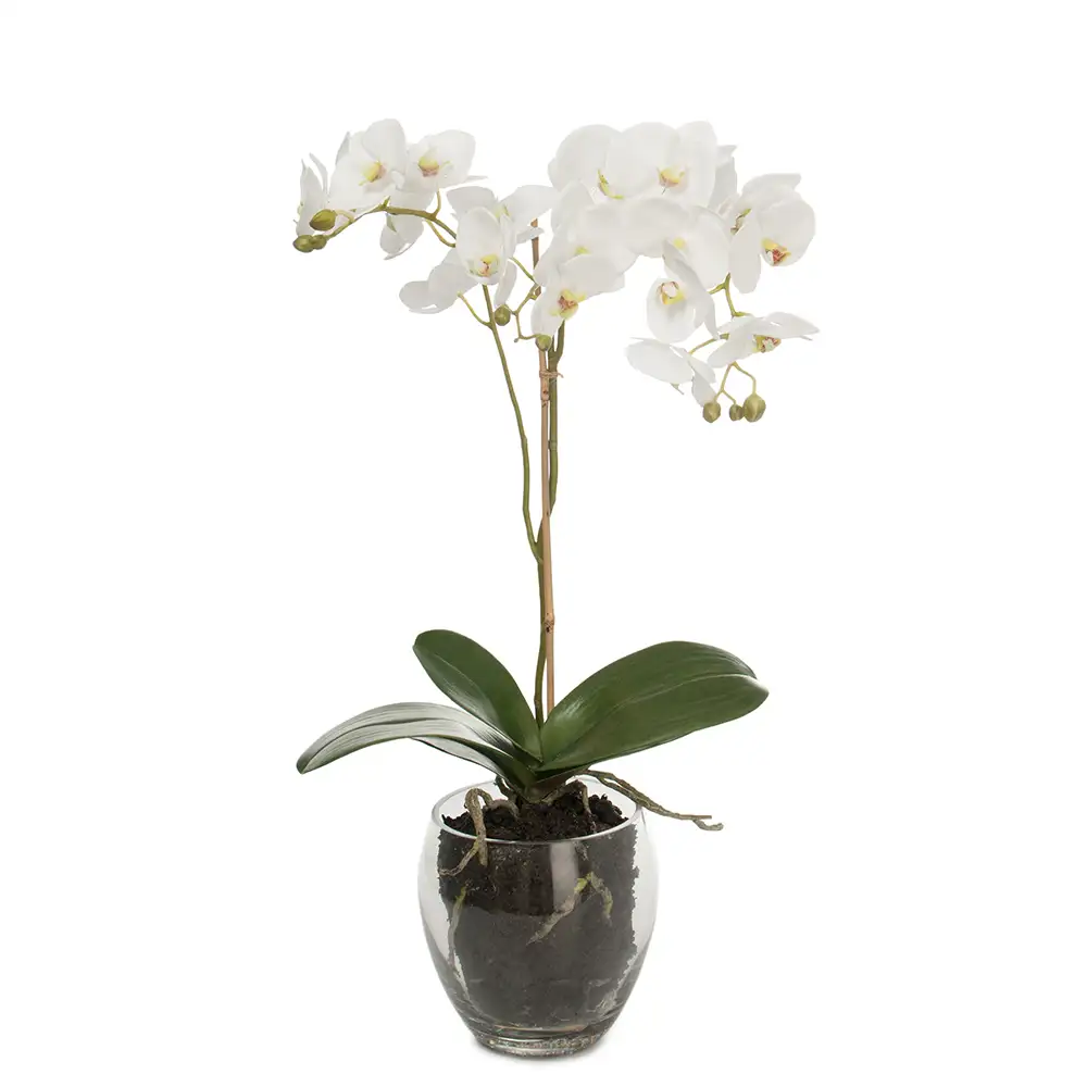 Phalaenopsis Orkidea 65 cm Valkoinen